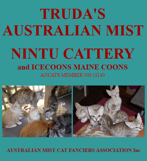 Nintu Cattery & Icecoons - Australian Mist Breeder