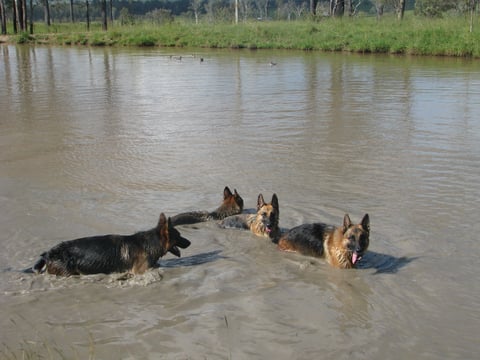 Nothing like a dip in one of the dams on a hot day