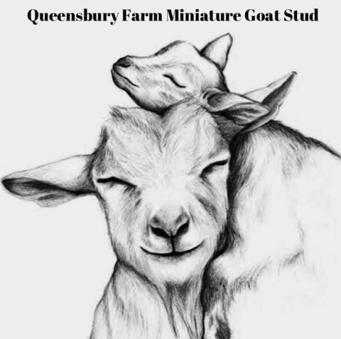 Queensbury Farm Miniature Goat Stud