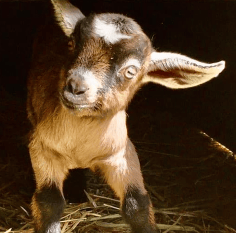 Queensbury Farm Miniature Goats
