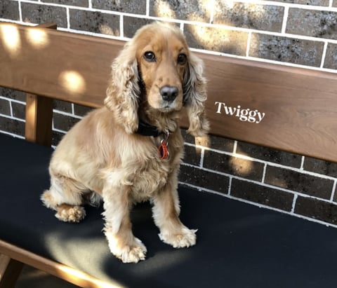 Cocker Spaniel Rescue Australia - Twiggy