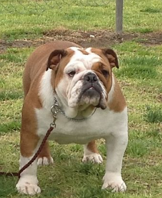 BEWTIFULBUL - British Bulldog Breeder, Vic