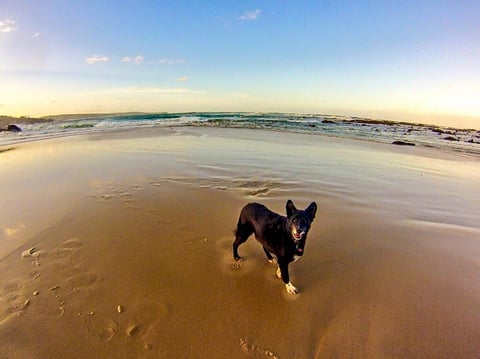 Pet friendly beach at Mystery bay