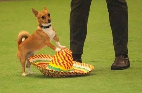 Annabelle competing at Royal Show