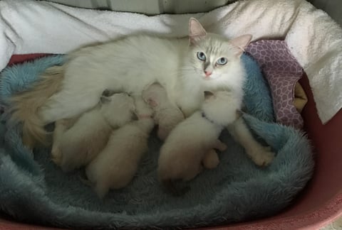 Ally and kittens