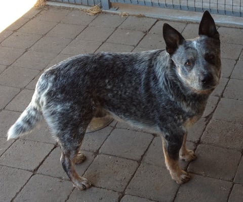 Pavesi Red Lord - Hall's Heelers - The Original, B