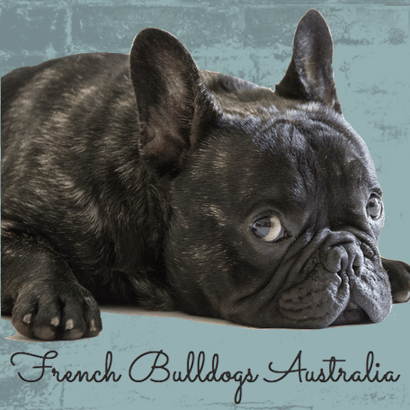 French Bulldogs Australia