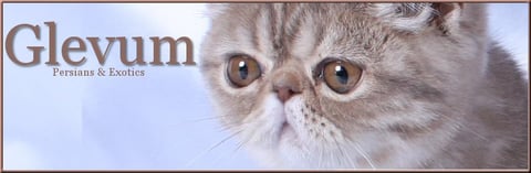 Glevum Cattery - Exotic Shorthair Cat Breeder