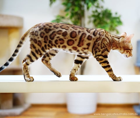 Bengal Cats Australia | Ashmiyah Bengals