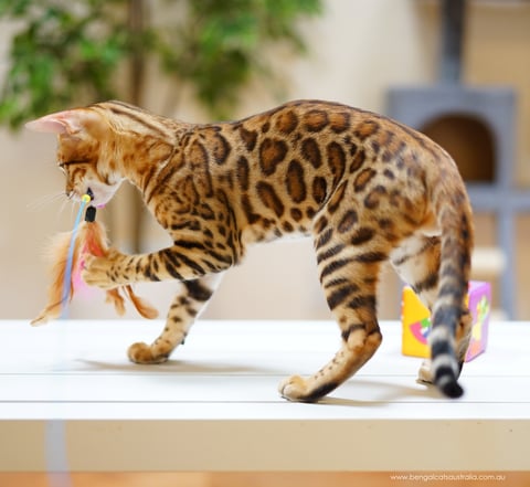 Bengal Cats Australia | Ashmiyah Bengals