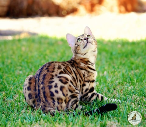 Ashmiyah Bengal Cats