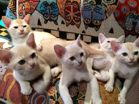 This Litter at 9 weeks
