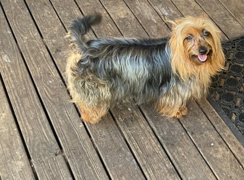 Brunkerville Australian Silky Terriers