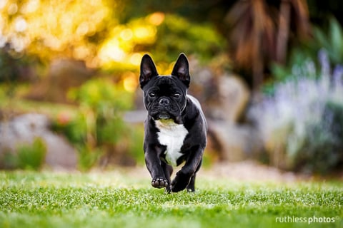 Ruthless Photos - Pet Photographer, Sydney