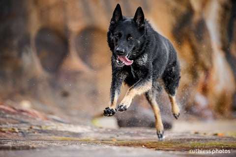 Ruthless Photos - Pet Photographer, Sydney