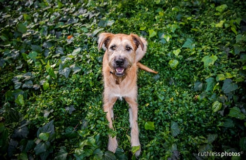 Ruthless Photos - Pet Photographer, Sydney