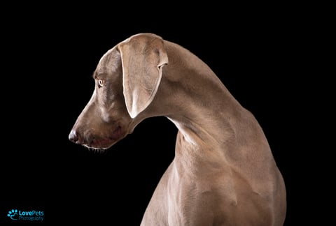 Shadoe the elegant Weimaraner 