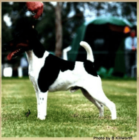 Selwor Smooth Fox Terriers