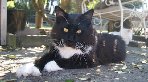 Black and white polydactyl