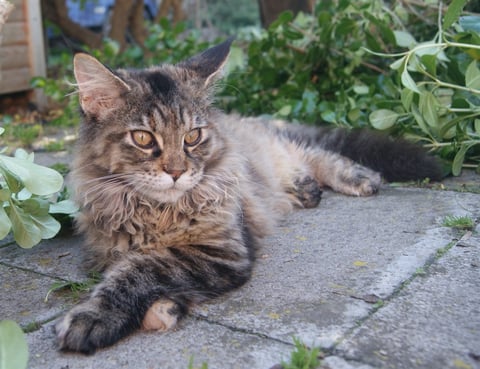 Black mackerel tabby tortie