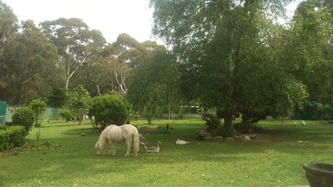 Our back yard