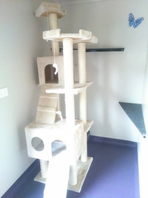 Room in cattery