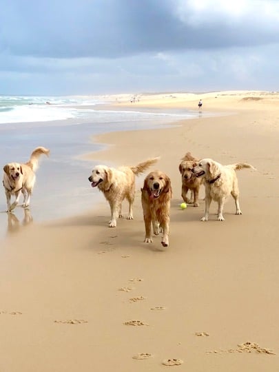 Golden Retriever beach get together