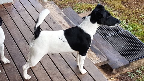 Indy eyeing of a bird in the feeder