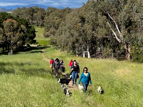 Kaleen social pack walk