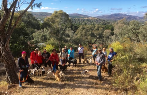 Gowrie social pack walk