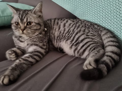 Silver classic tabby 