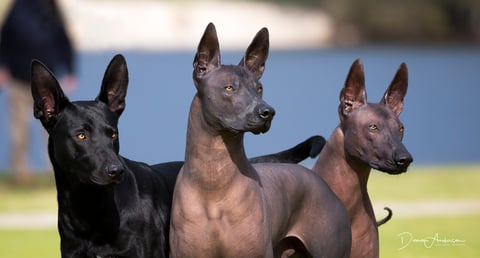 Xolos bred in 2015