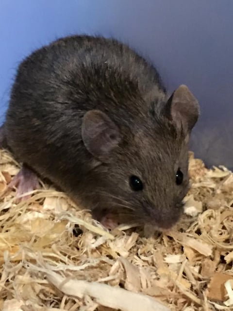 Agouti Manx Mouse