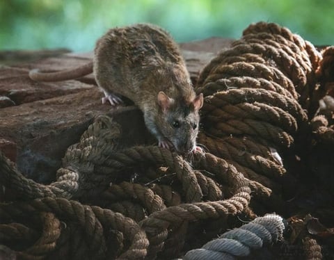 Agouti Velour Rat