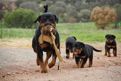 Kalea & Puppies