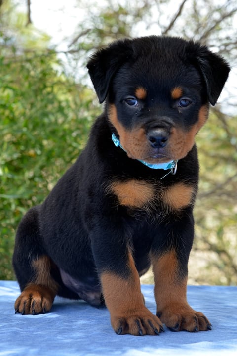 Male puppy