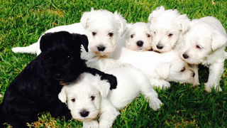 My beautiful white babes born in 2014