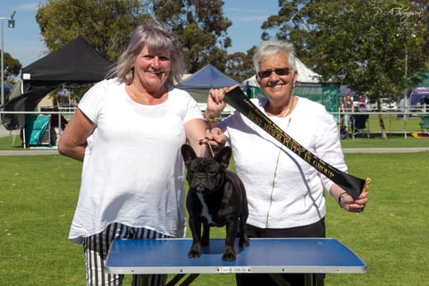 Opal winning Minor Puppy In Group