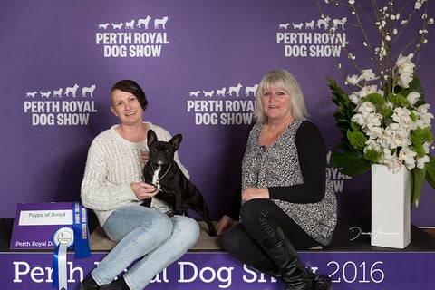  Perth Royal Opal winning Puppy Of Breed,RBCC