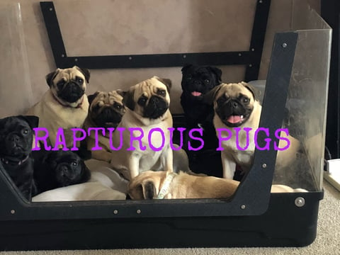 Our beautiful pug family