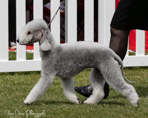 Barjarz Bedlington Terriers