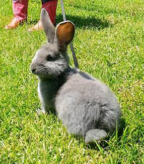 Sonya The Rabbit at 8weeks old