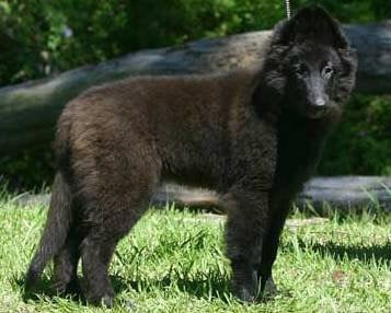 Tarraray Belgian Shepherds