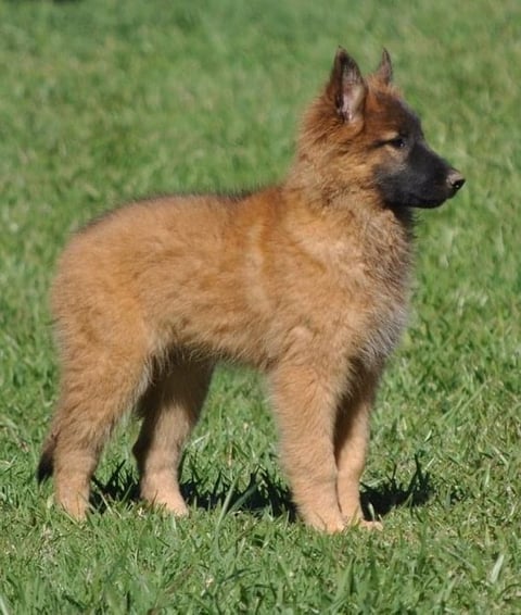 Tarraray Belgian Shepherds