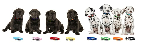 Wagging Tailz Tiny Totz Collars & Matching Leads