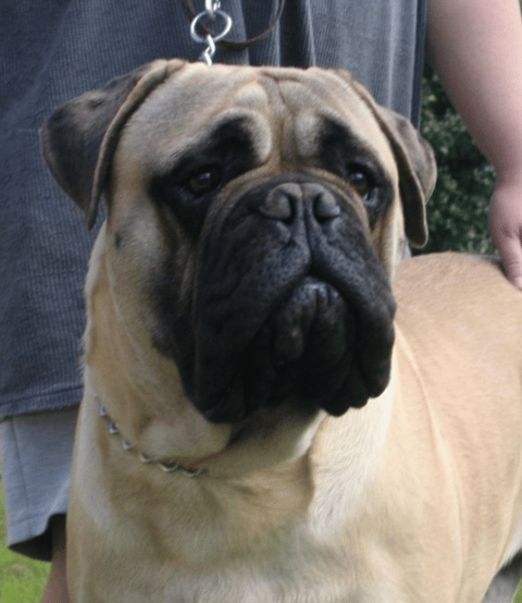 Konda Bullmastiffs 