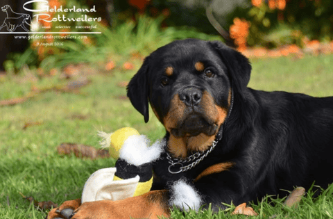 Gelderland Rottweiler Pup