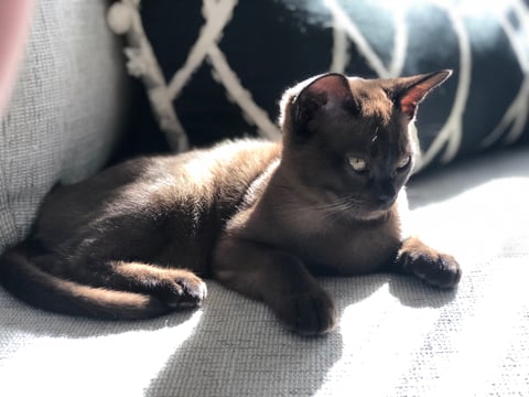 villanev Pedigree Burmese Breeder Melbourne