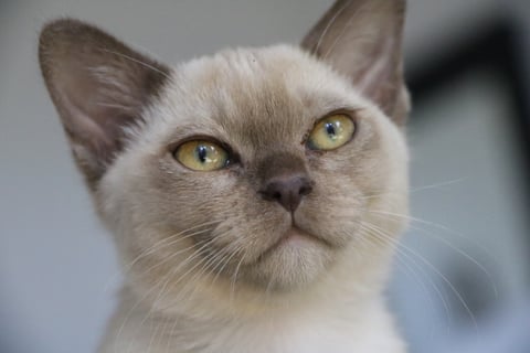 Villanev Pedigree Burmese Breeder