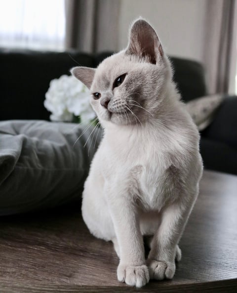 Villanev Pedigree Burmese Breeder Melbourne